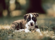 九游体育APP下载-拉梅洛爆发引领浙江队巅峰对决，力克山西队展现实力