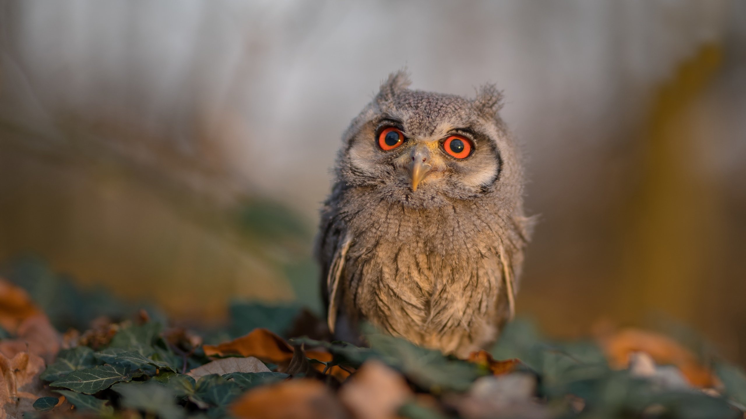 冷门与传奇，国米意外撼动西班牙，坎特在德甲争冠战上演王者归来
